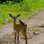Impala baby with oxpecker