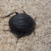 Erodius. Beetle, escarabajo.