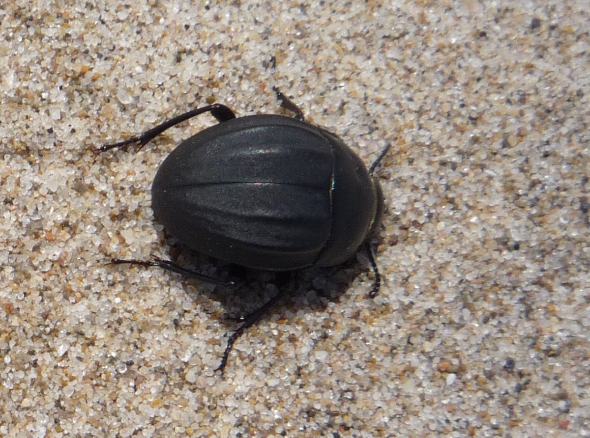Erodius. Beetle, escarabajo.