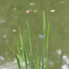 Common Pondhawk