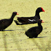 Common Gallinule