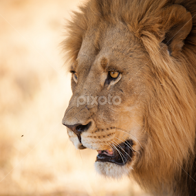 Bright eyed Lion on hunt by Marjorie Speiser - Animals Lions, Tigers & Big Cats