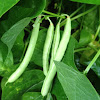 Heirloom green beans (purple tip)