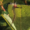 White-Marked Tussock Moth caterpillar