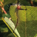 White-Marked Tussock Moth caterpillar