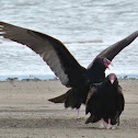 Turkey Vulture (pair)