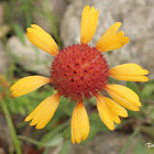 Brown-eyed Susan