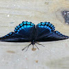 Red-spotted Purple or White Admiral
