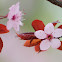 Cherry blossom, Flores de Ciruelo mirobolano