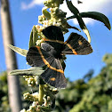 Orange-banded Metalmark