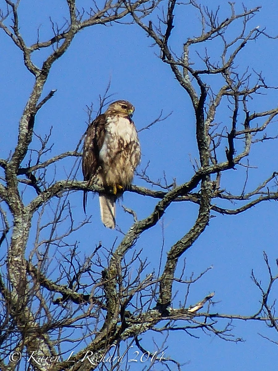 Red-tailed hawk (immature)