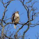 Red-tailed hawk (immature)