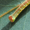 Peppermint Looper caterpillar
