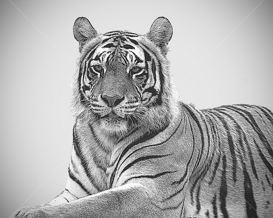 Tiger in Black and White by Debbie Tegtmeier - Digital Art Animals