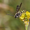 Toltec Scoliid Wasp