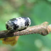 Ichneumonidae wasp cocoon