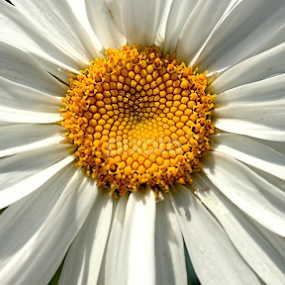 Does She Love Me? by Jennifer Wheatley-Wolf - Flowers Single Flower