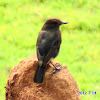 Brown Rock-Chat