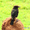 Brown Rock-Chat