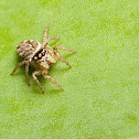 Garden Jumping Spider