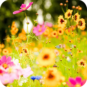 Spring Flowers Wallpaper.apk 1.01
