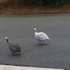 Helmeted Guineafowl