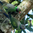 Layard's parakeet (a pair)