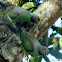 Layard's parakeet (a pair)