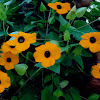 Black-Eyed Susan Vine