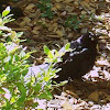 Boat tailed Grackle