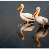 Mirrors by Wessel Badenhorst -  