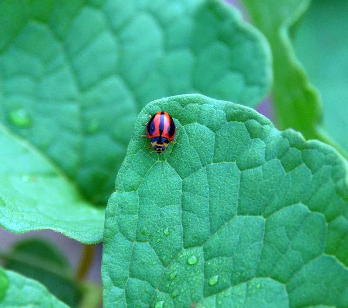 Ladybird, Ladybug