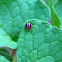 Ladybird, Ladybug