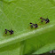 Membracid planthopper