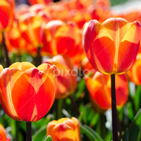 Tulip Tulip  by Pallab Kumar Ganai - Flowers Flower Arangements