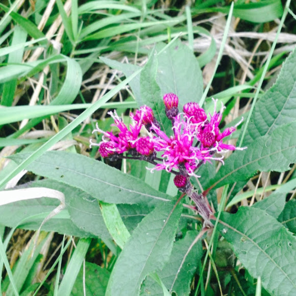 Ironweed Project Noah