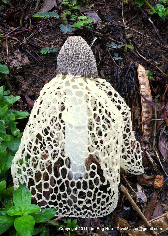 Maiden's Veil Mushroom