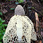 Maiden's Veil Mushroom