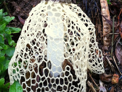 [最も選択された] bridal veil stinkhorn mushroom 187272-Bridal veil stinkhorn mushroom