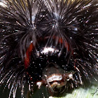 Virginia Ctenuchid Moth Caterpillar