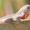 Anole Lizard