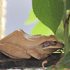 Common Indian Tree Frog