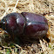 European Rhinoceros Beetle ♀