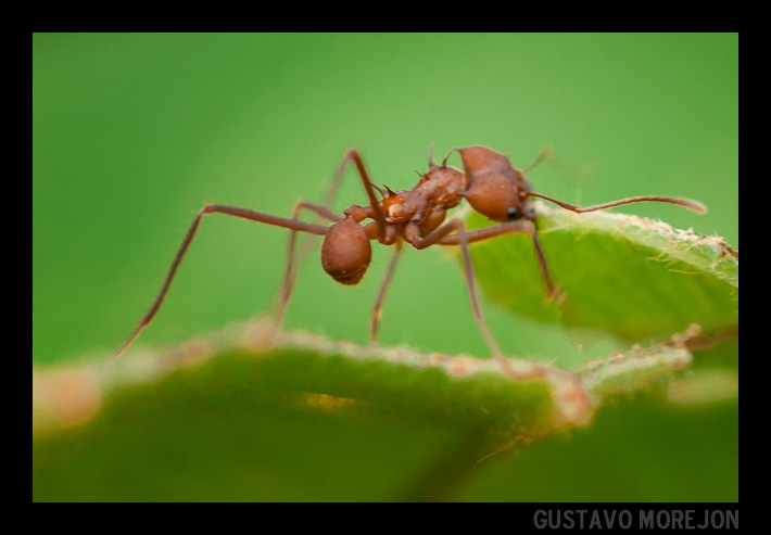Leaf Cutter Ant