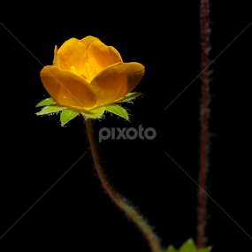 Spring Wild Flower Set by Paul Mays - Flowers Flowers in the Wild