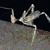 Thread-legged Assassin Bug