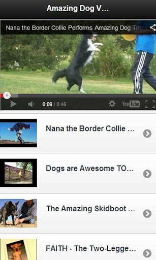 Amazing Dog Videos