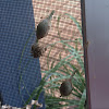 Golden Orb Weaver Nest of spiderlings