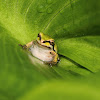 Pacific Chorus Frog