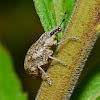 Two-Banded Japanese Weevil